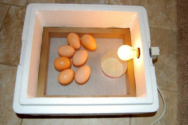 7. DIY $3 Egg Incubator