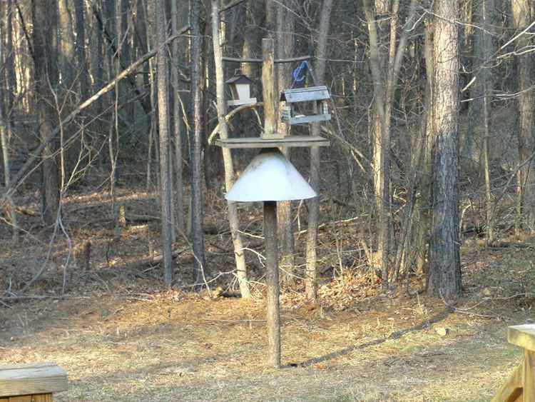 8. DIY Bird Feeding Station With Squirrel Baffle