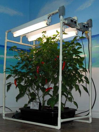 DIY Hydroponic System Projects