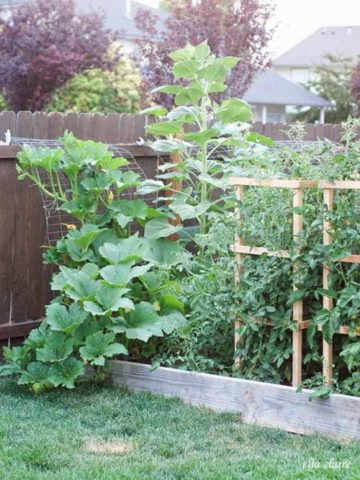 DIY Tomato Trellis & Cage Ideas