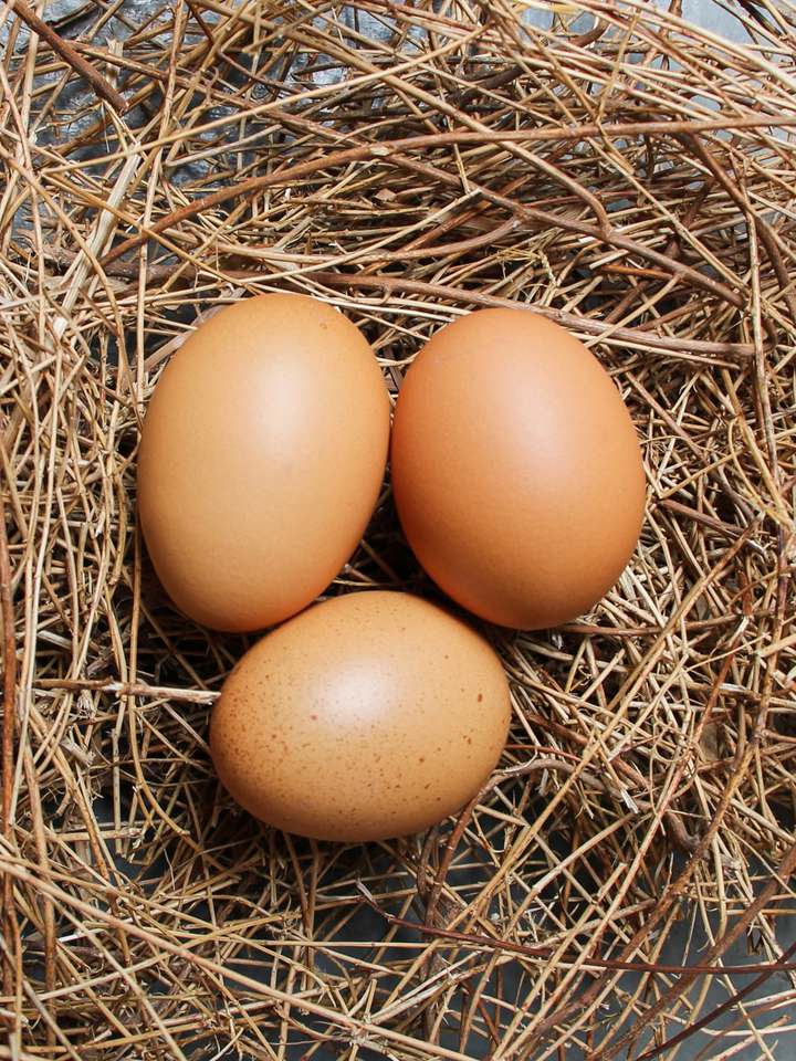 Homemade Egg Incubator Ideas