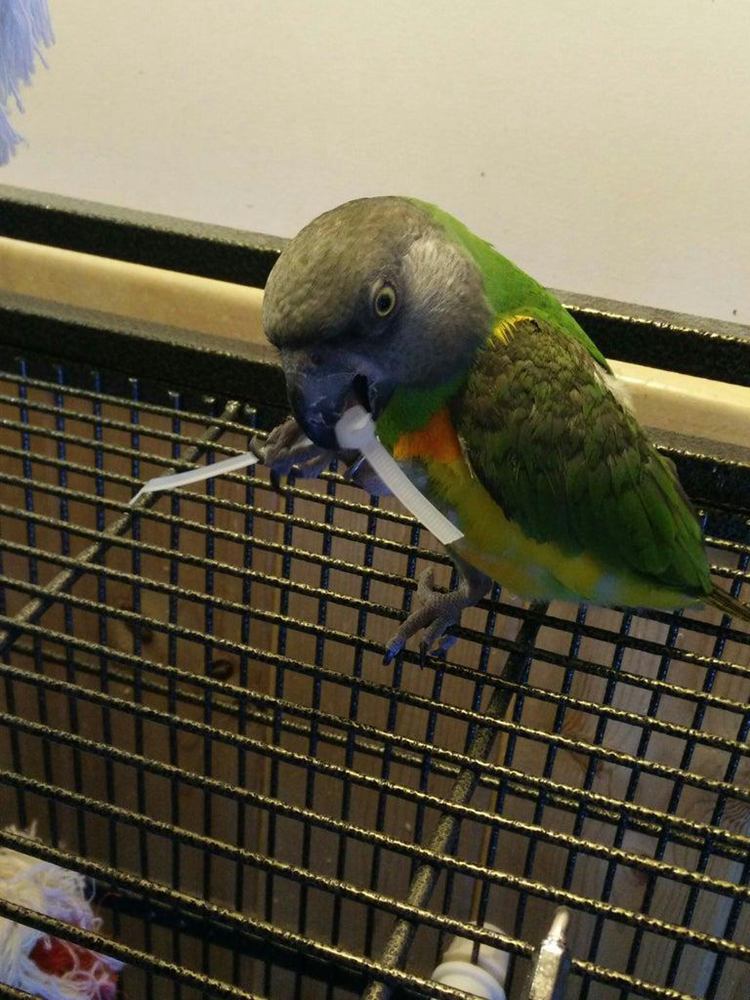 15. DIY Zip Tie Bird Toy