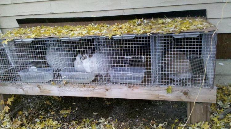 4. IndoorOutdoor Rabbit Hutch