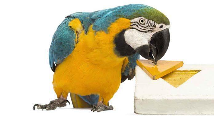 6. DIY Parrot Toys