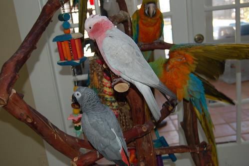 8. How To Make Your Own Parrot Toys