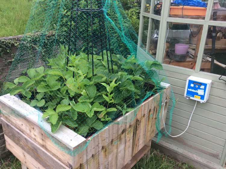 14. Raised Bed Electric Slug Fence