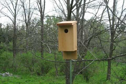 15. Eastern Bluebird House From Hand Tools