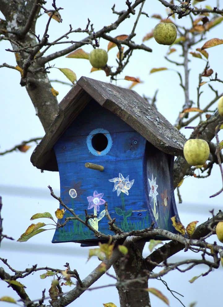 25 DIY Bluebird House Plans To Build In Your Spare Time