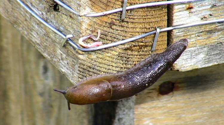 5. Electric Garden Slug Fence