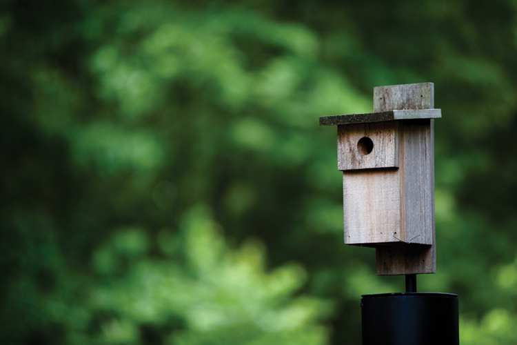 6. DIY Build Bluebird Box