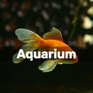 Diy Projects For Aquarium