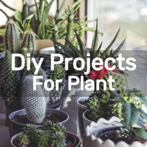 Diy Projects For Plant