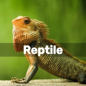 Diy Reptile Projects