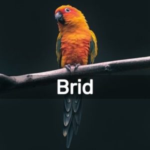 Diy Projects For Bird