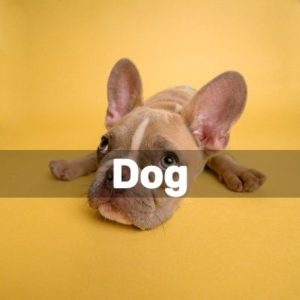 Diy Projects For Dog