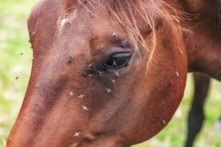 10. Homemade Spray for Horses