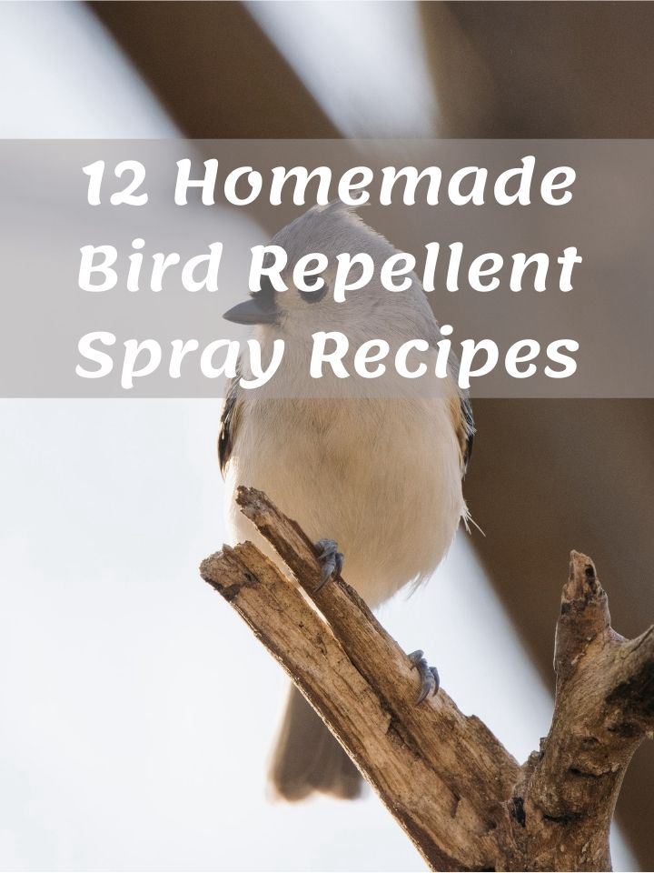 12 Homemade Bird Repellent Spray Recipes
