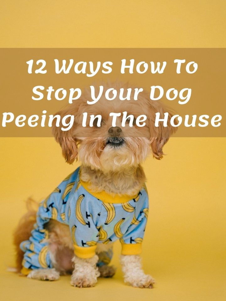 12 Ways To Keep Dog From Peeing In The House For Good