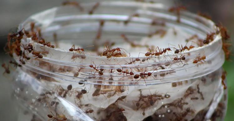 12. Pesticide-Free Ant Trap