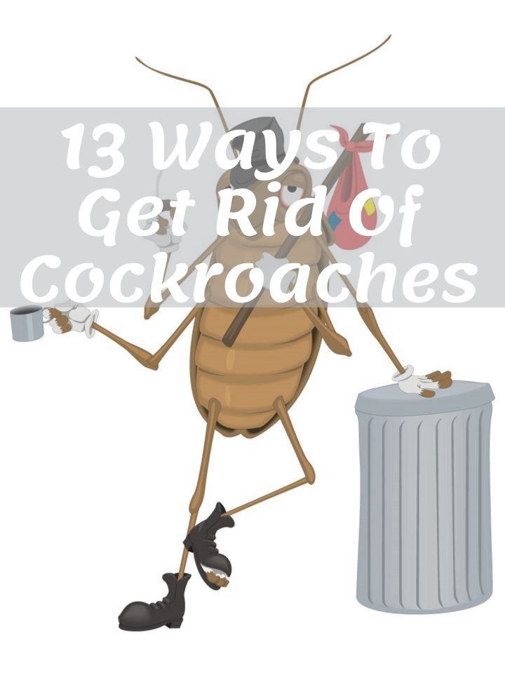13 Ways To Get Rid Of Cockroaches