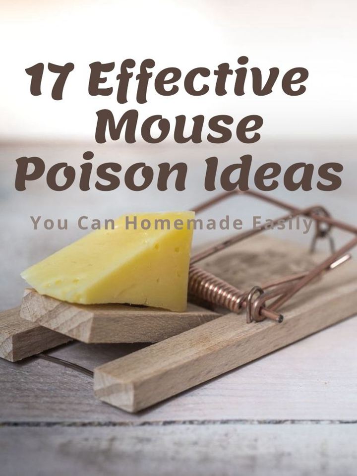 17 Effective Homemade Mouse Poison Ideas