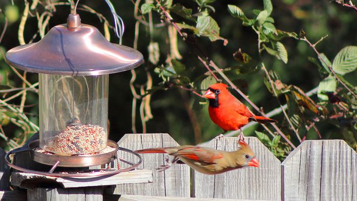 Bird Feeders