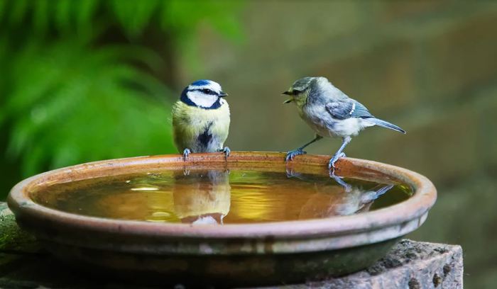 Bird bath