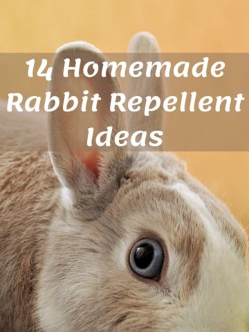 Homemade Rabbit Repellent Ideas