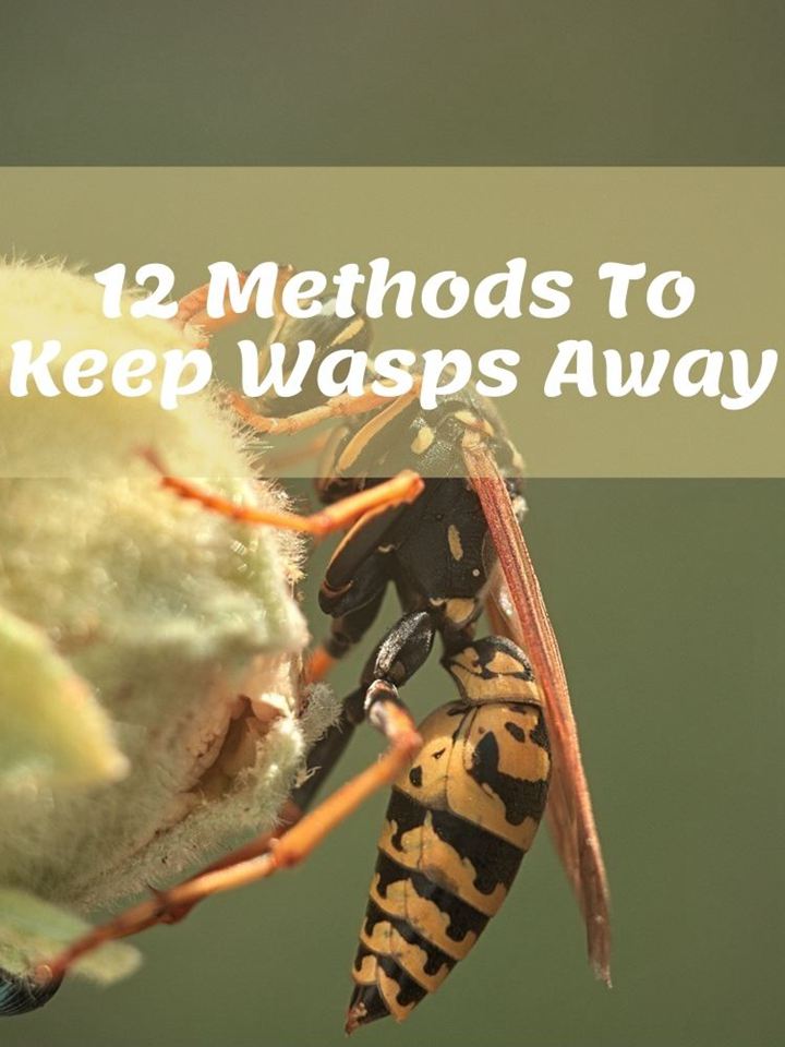 Keep Wasps Away