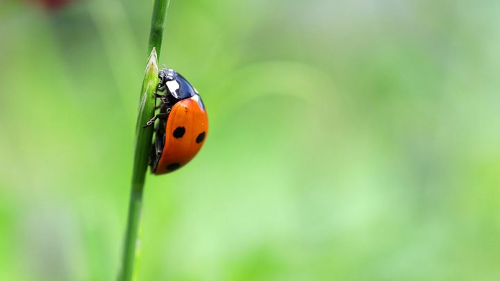 Ladybugs