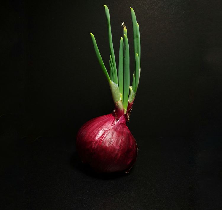 an onion that has sprouted