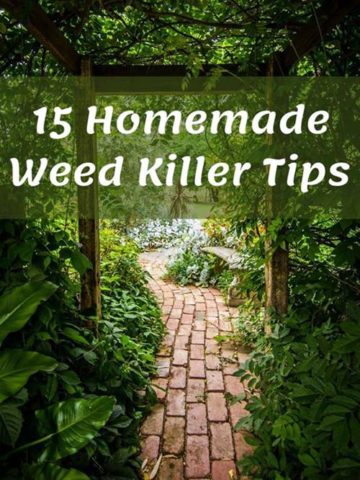 how-to-make-a-homemade-weed-killer
