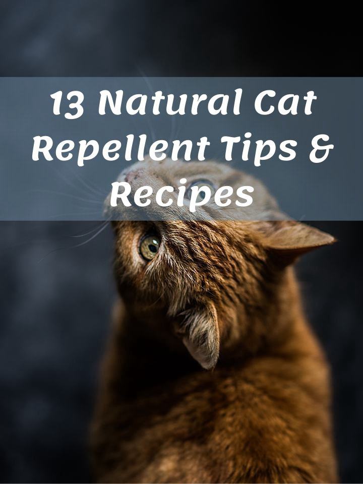 13 Natural Cat Repellent Tips & Recipes