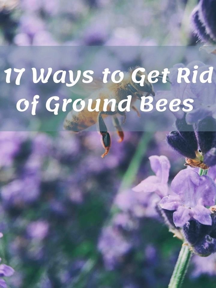 Ground Bees