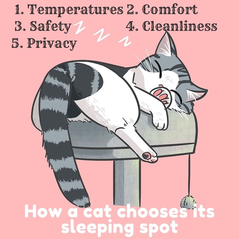 How a cat chooses its sleeping spot