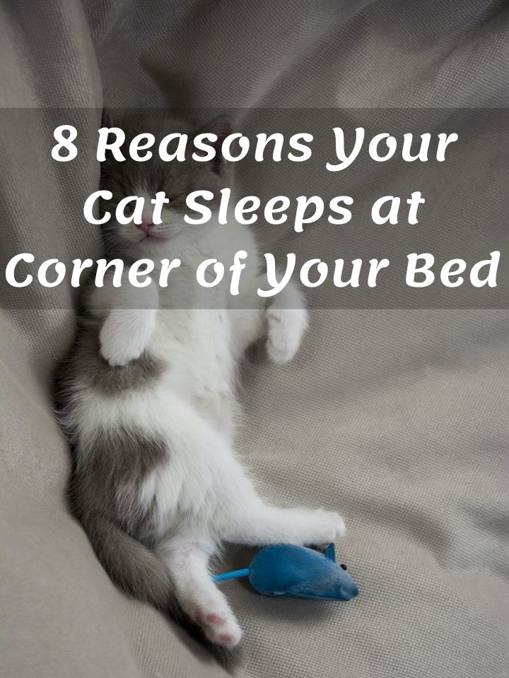 Reasons why your cat sleeps at corner of your bed