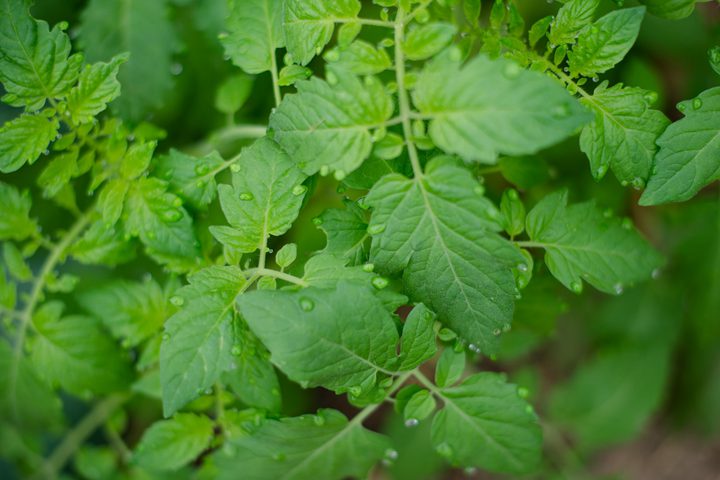 Tomato Leaves