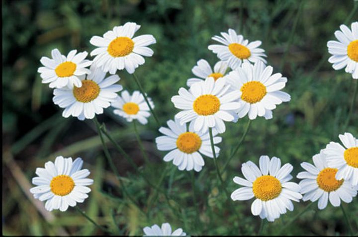 pyrethrum flowers