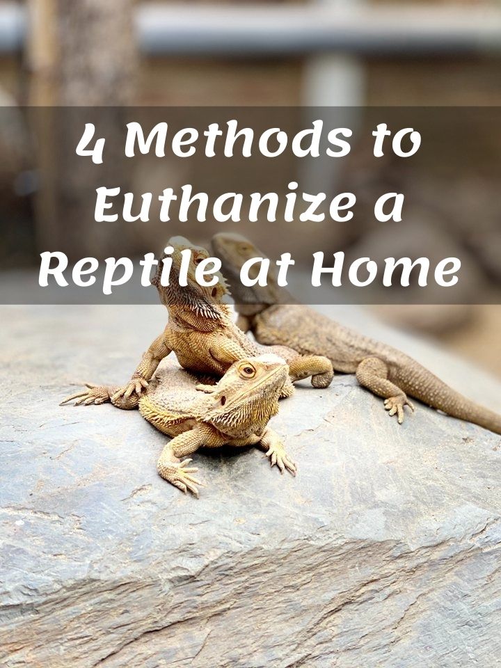 4 Methods to Euthanize a Reptile at Home