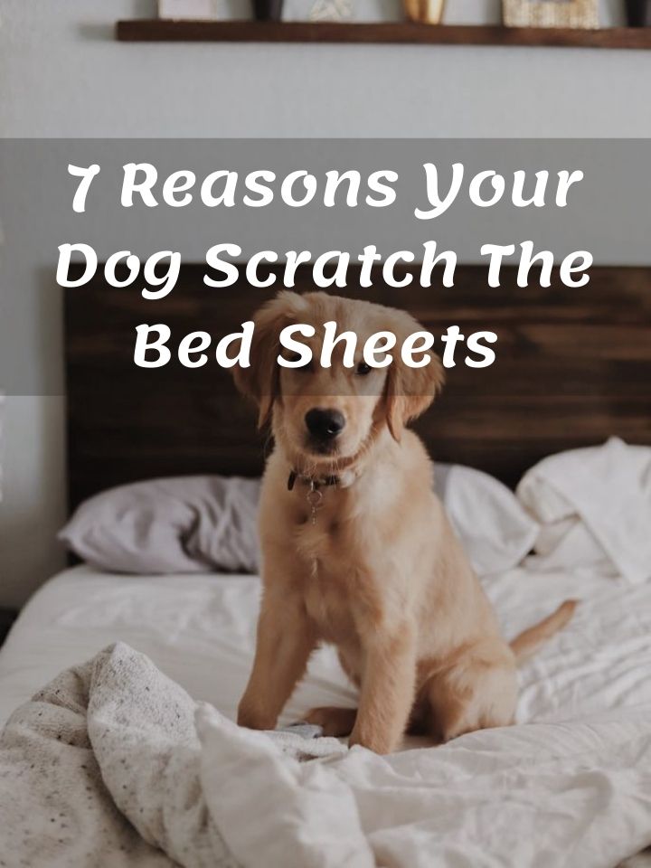 7 Reasons Your Dog Scratch The Bed Sheets & How to Stop It