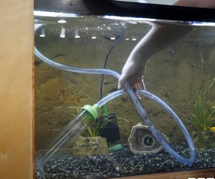 8 Steps On How To Clean Aquarium Gravel02