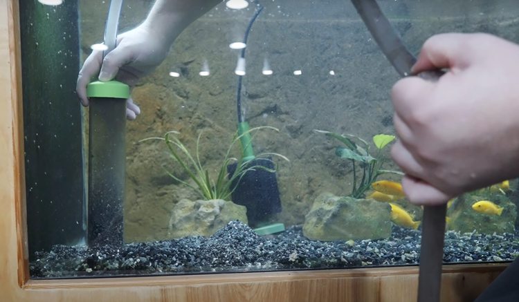 8 Steps On How To Clean Aquarium Gravel05