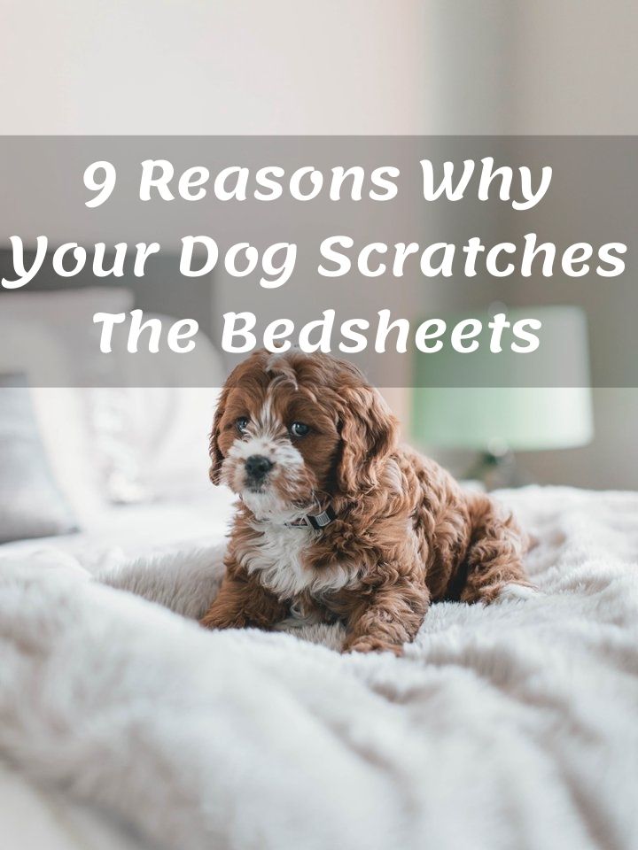 9 Reasons Why Your Dog Scratches The Bedsheets