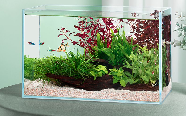 Aquarium Plants