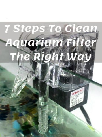 How To Clean Aquarium Filter The Right Way