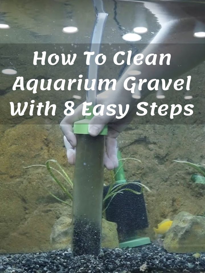 How To Clean Aquarium Gravel With 8 Easy Steps