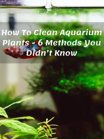 How To Clean Aquarium Plants - 6 Methods You Didn’t Know