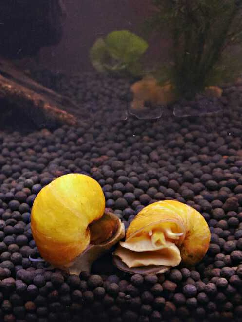 How To Get Rid Of Snails In Aquarium - 7 Outstanding Methods