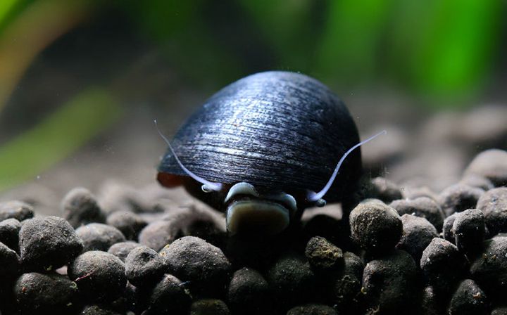 How To Get Rid Of Snails In Aquarium01