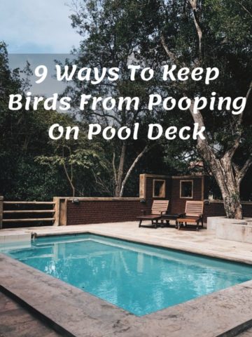 How To Keep Birds From Pooping On Pool Deck